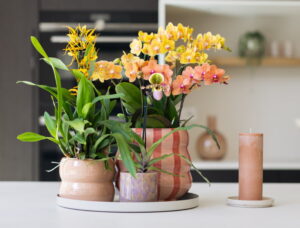 Trendy keukenplanten - Orchideeën in de hippe kleuren perzik, pastel en geel - Orchidsinfo